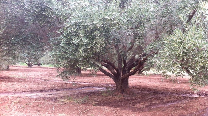 Titled Land for Sale in Route du Barrage