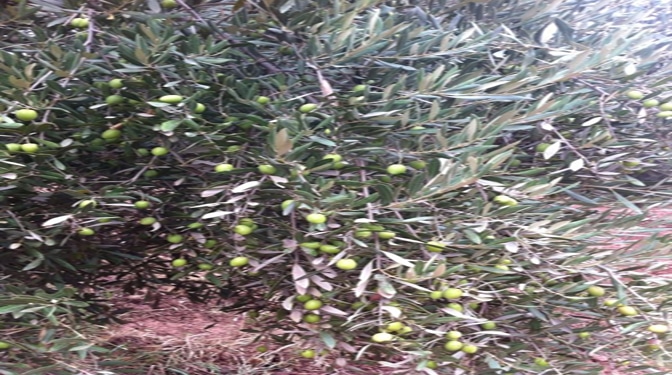 Titled Land for Sale in Route du Barrage