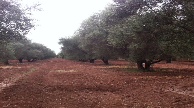 Titled Land for Sale in Route du Barrage