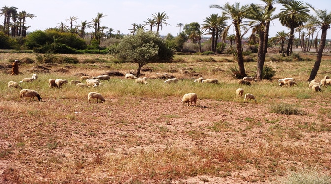 Titled Land for Sale in Palmeraie