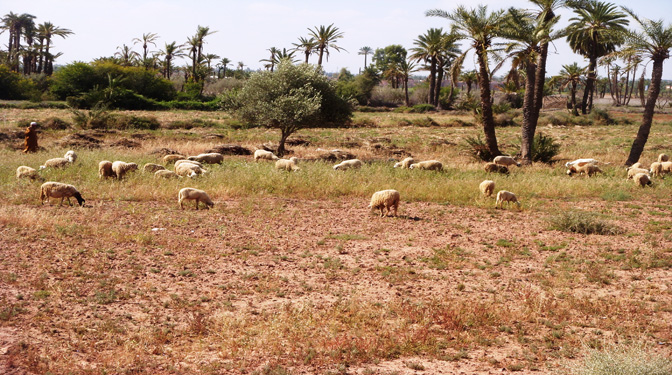 Titled Land for Sale in Palmeraie