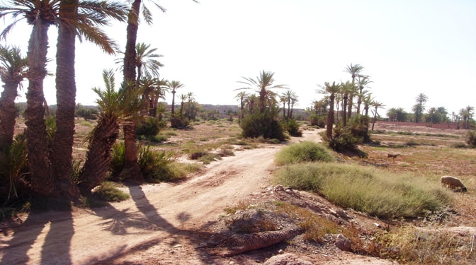 Titled Land for Sale in Palmeraie