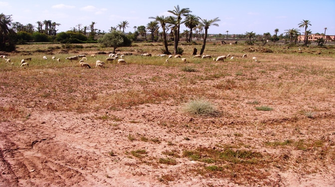 Titled Land for Sale in Palmeraie