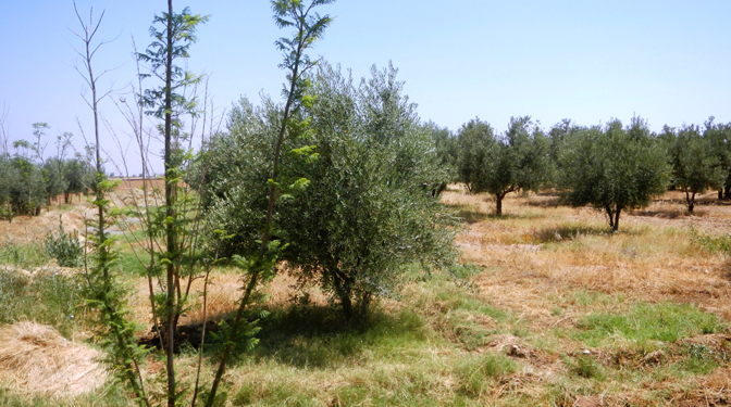 Land for Sale in Route de Sidi Abdella Ghiat
