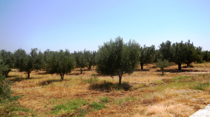Land for Sale in Route de Sidi Abdella Ghiat