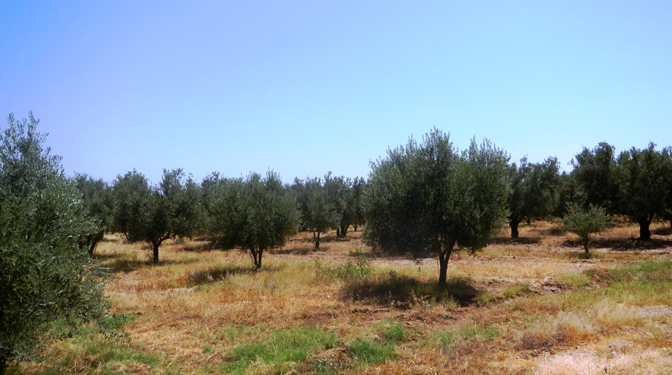 Land for Sale in Route de Sidi Abdella Ghiat