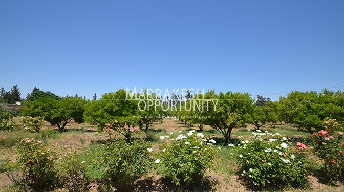 Land for Sale in Palmeraie